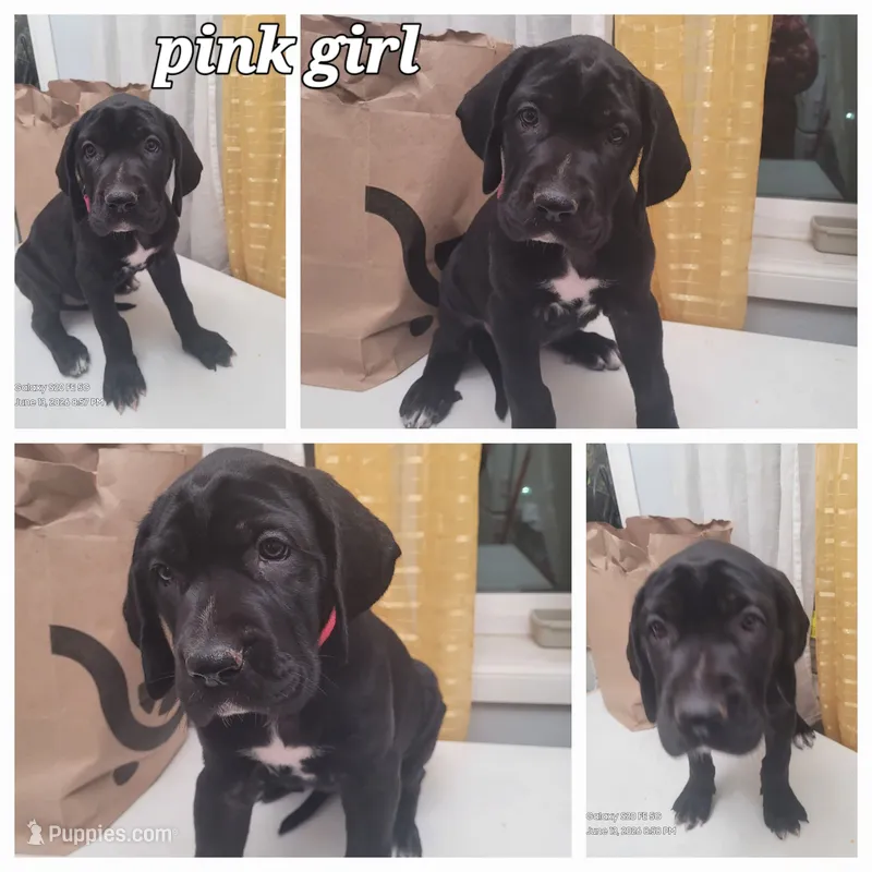 Purple girl – Great Dane, English Mastiff puppy for sale in Lemon Grove, CA