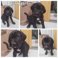 Purple girl, a female Great Dane and English Mastiff for sale in Lemon Grove, CA – 1 of 1