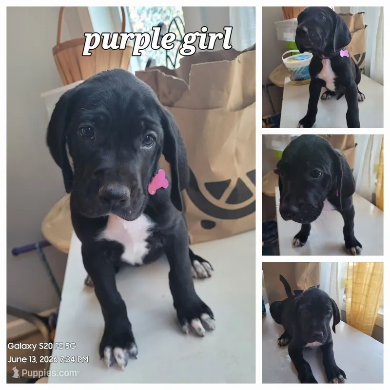 Pink girl – Great Dane, English Mastiff puppy for sale in Lemon Grove, CA