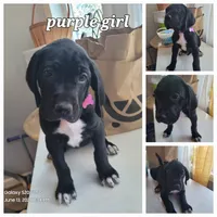 Pink girl, a female Great Dane and English Mastiff for sale in Lemon Grove, CA – 1 of 1