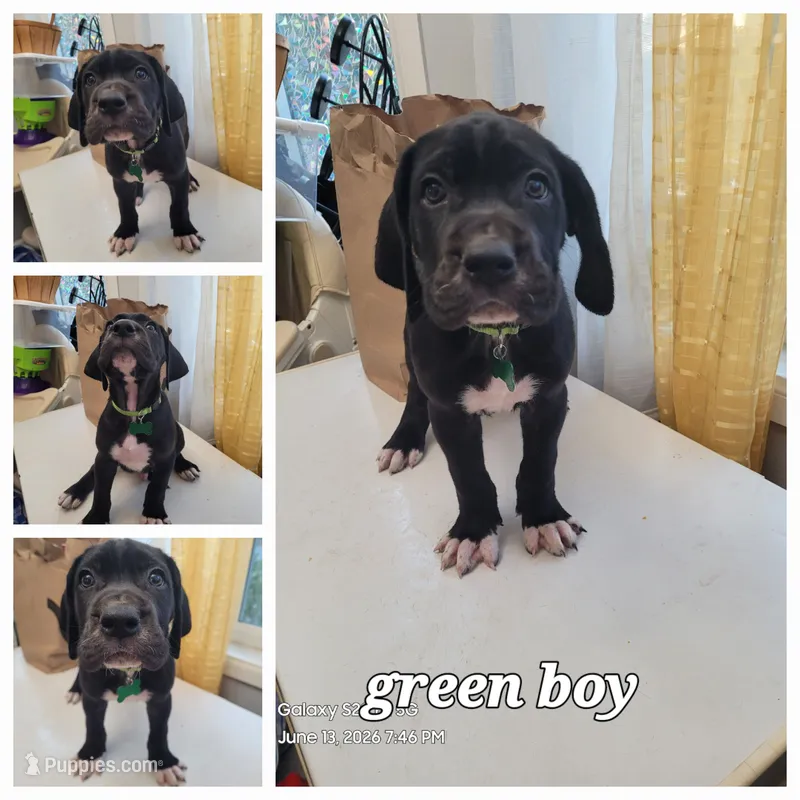Green boy – Great Dane, English Mastiff puppy for sale in Lemon Grove, CA