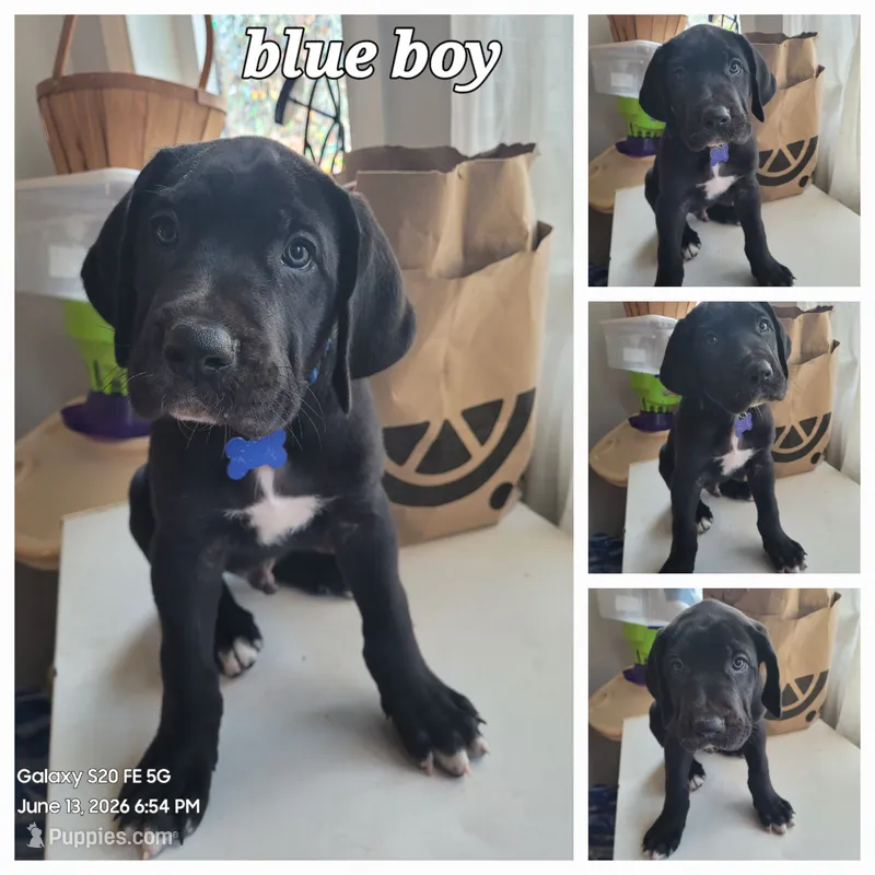 Blue boy – Great Dane, English Mastiff puppy for sale in Lemon Grove, CA