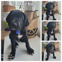 Blue boy, a male Great Dane and English Mastiff for sale in Lemon Grove, CA – 1 of 1