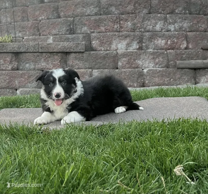 Randy – Border Collie puppy for sale in Parkesburg, PA