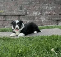 Randy, a male Border Collie for sale in Parkesburg, PA – Photo 2 of 2