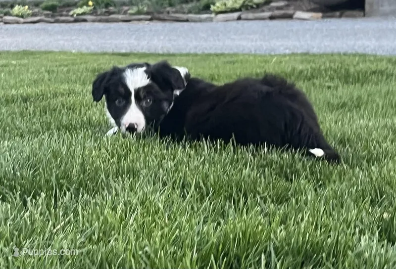 Randy – Border Collie puppy for sale in Parkesburg, PA