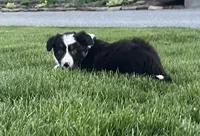 Randy, a male Border Collie for sale in Parkesburg, PA – Photo 1 of 2
