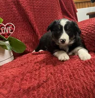 Reba , a female Border Collie for sale in Parkesburg, PA – Photo 3 of 3