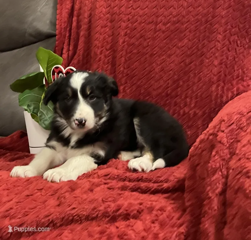 Reba  – Border Collie puppy for sale in Parkesburg, PA