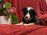 Reba , a female Border Collie for sale in Parkesburg, PA – Photo 2 of 3