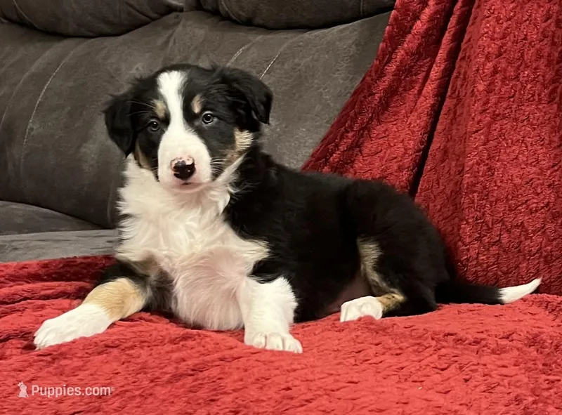Rover – Border Collie puppy for sale in Parkesburg, PA