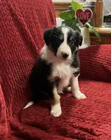 Rover, a male Border Collie for sale in Parkesburg, PA – Photo 3 of 6