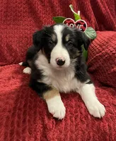 Rover, a male Border Collie for sale in Parkesburg, PA – Photo 6 of 6