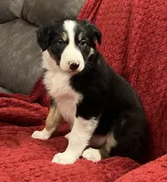 Rover, a male Border Collie for sale in Parkesburg, PA – Photo 2 of 6