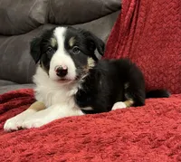 Rover, a male Border Collie for sale in Parkesburg, PA – Photo 4 of 6