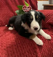Rover, a male Border Collie for sale in Parkesburg, PA – Photo 5 of 6
