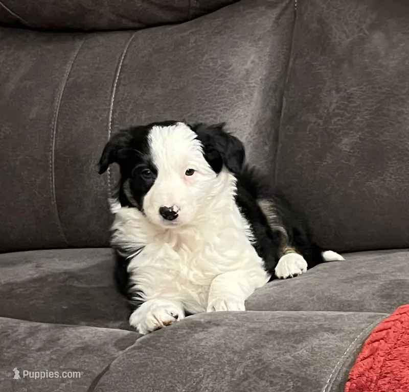 Rosie, a female Border Collie for sale in Parkesburg, PA – Photo 1 of 5