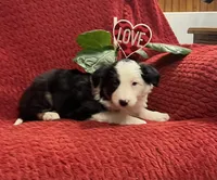 Rosie, a female Border Collie for sale in Parkesburg, PA – Photo 4 of 5