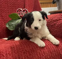 Rosie, a female Border Collie for sale in Parkesburg, PA – Photo 5 of 5