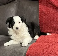 Rosie, a female Border Collie for sale in Parkesburg, PA – Photo 2 of 5