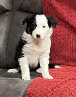 Rosie, a female Border Collie for sale in Parkesburg, PA – Photo 3 of 5