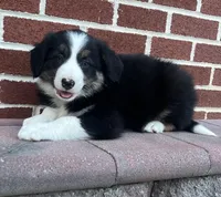 Rascal , a male Border Collie for sale in Parkesburg, PA – Photo 2 of 3