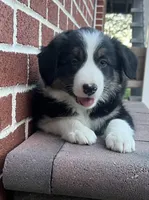 Rascal , a male Border Collie for sale in Parkesburg, PA – Photo 3 of 3