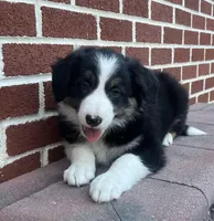 Rascal , a male Border Collie for sale in Parkesburg, PA – Photo 1 of 3