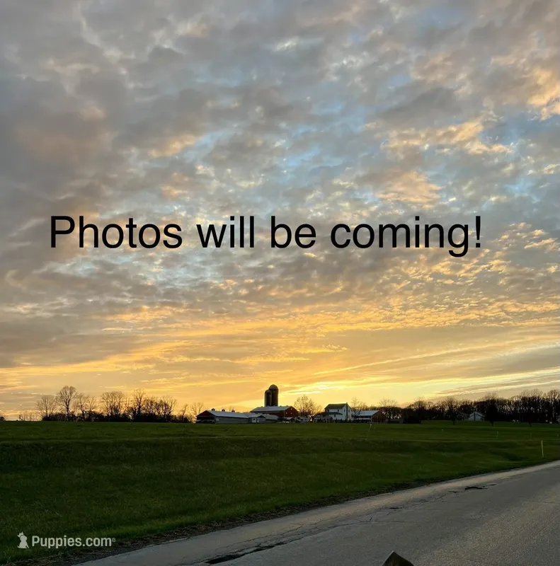 Rascal  – Border Collie puppy for sale in Parkesburg, PA