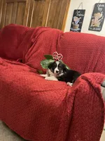 Rodger, a male Border Collie for sale in Parkesburg, PA – Photo 2 of 7