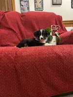 Rodger, a male Border Collie for sale in Parkesburg, PA – Photo 7 of 7