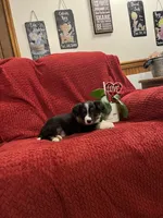 Rodger, a male Border Collie for sale in Parkesburg, PA – Photo 6 of 7