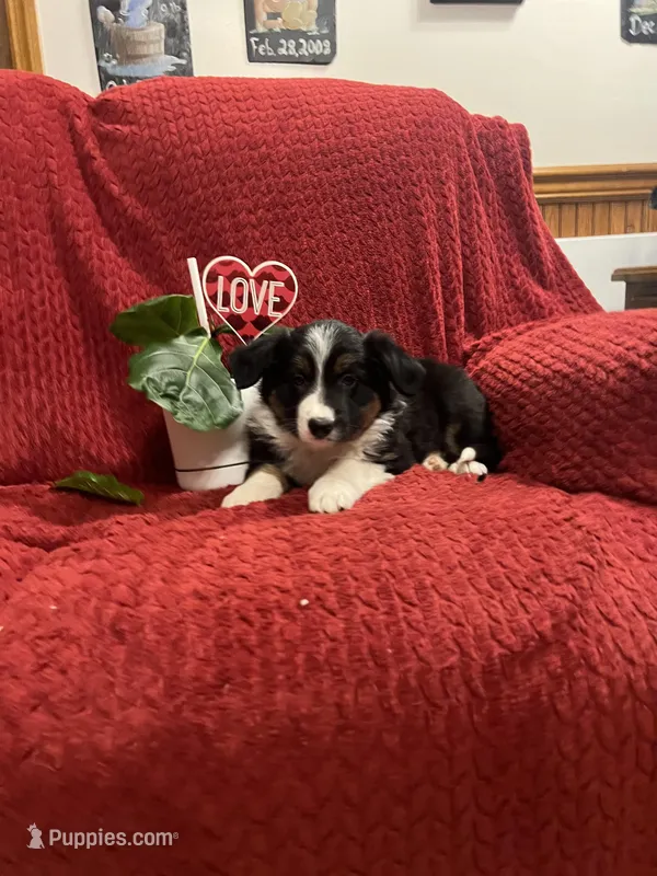 Rodger – Border Collie puppy for sale in Parkesburg, PA