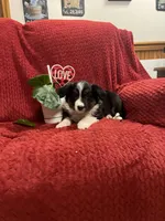 Rodger, a male Border Collie for sale in Parkesburg, PA – Photo 1 of 7