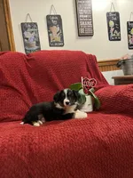 Rodger, a male Border Collie for sale in Parkesburg, PA – Photo 5 of 7