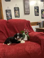 Rodger, a male Border Collie for sale in Parkesburg, PA – Photo 4 of 7