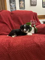 Rodger, a male Border Collie for sale in Parkesburg, PA – Photo 3 of 7