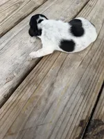 Puppy2, a male Miniature Dachshund for sale in Wallace, NC – 8 of 10