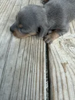 Puppy2, a male Miniature Dachshund for sale in Wallace, NC – 4 of 10