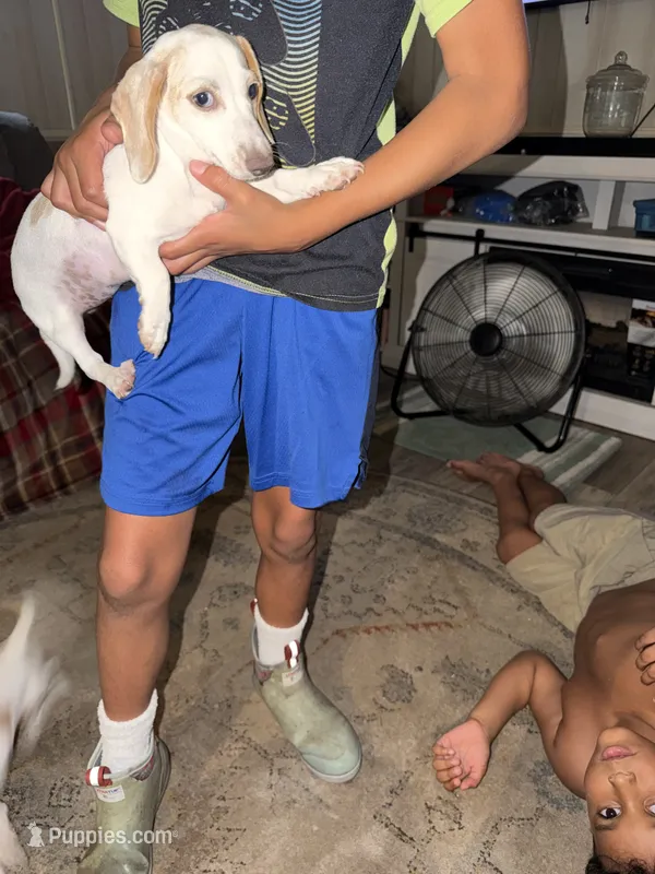 Puppy 2 – Miniature Dachshund puppy for sale in Wallace, NC