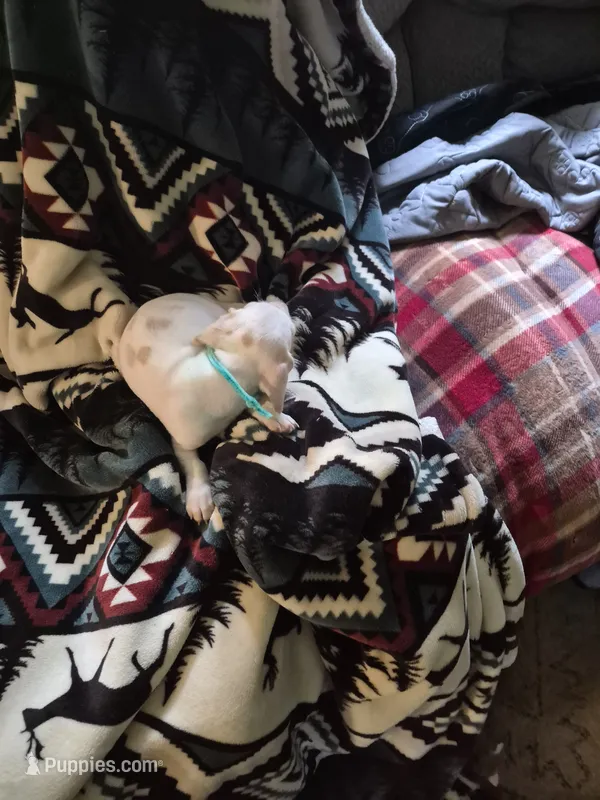 puppy two – Miniature Dachshund puppy for sale in Wallace, NC