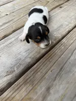 Puppy1, a male Miniature Dachshund for sale in Wallace, NC – 5 of 5