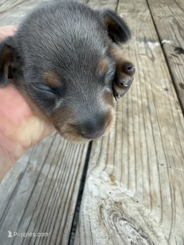 Puppy2 – Miniature Dachshund puppy for sale in Wallace, NC