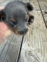 Puppy2, a male Miniature Dachshund for sale in Wallace, NC – 1 of 10