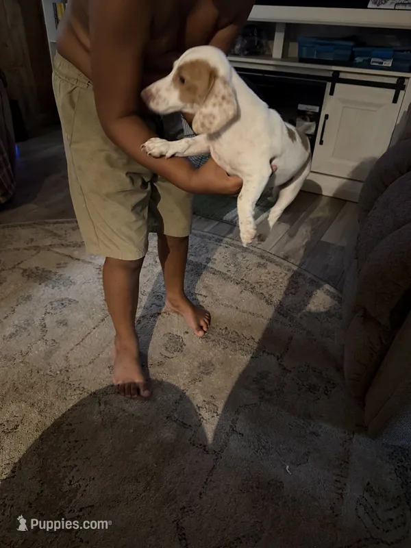 Puppy1 – Miniature Dachshund puppy for sale in Wallace, NC