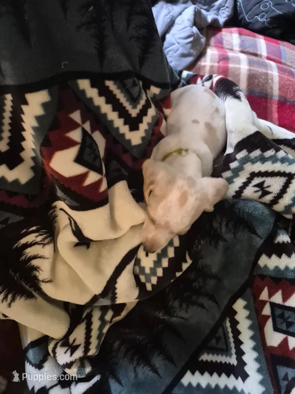 puppy four – Miniature Dachshund puppy for sale in Wallace, NC