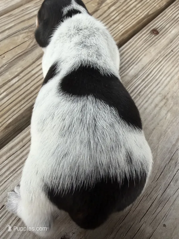 Puppy1 – Miniature Dachshund puppy for sale in Wallace, NC