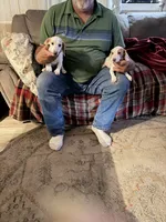 Puppy2, a male Miniature Dachshund for sale in Wallace, NC – 3 of 10