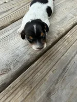 Puppy1, a male Miniature Dachshund for sale in Wallace, NC – 4 of 5