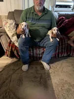 Puppy2, a male Miniature Dachshund for sale in Wallace, NC – 10 of 10